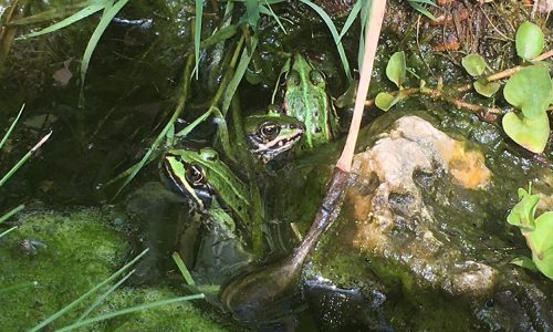 Frösche