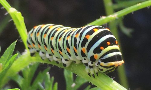 Raupe - Schwalbenschwanz