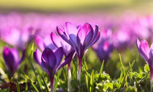 marc-schulte-3z8yZYTyM6w-unsplash