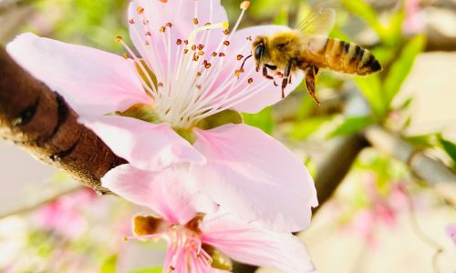 mera-nazaria-q3pttenWL7U-unsplash(1)